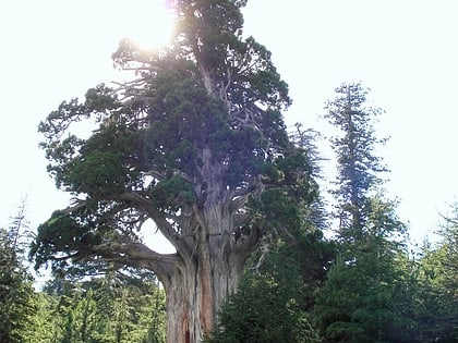 Ana Ardıç monumental tree
