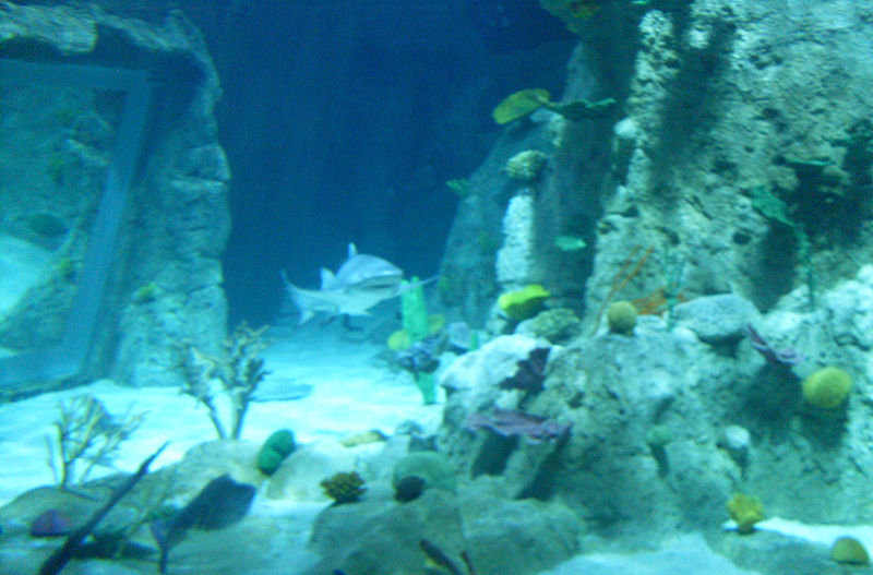 Aquarium d'Istanbul