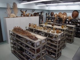 UWI Zoology Museum