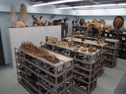 uwi zoology museum tunapuna