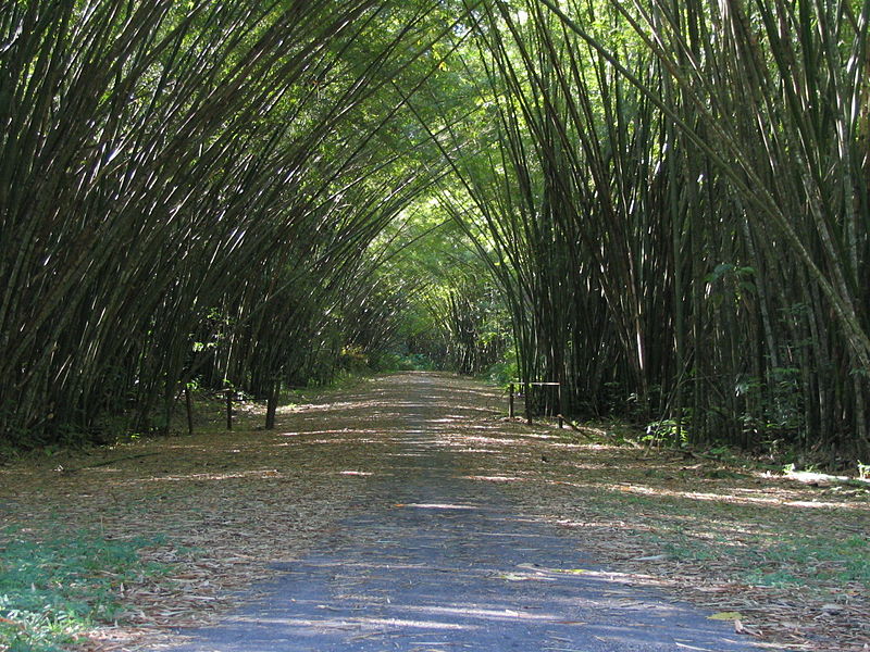 Chaguaramas