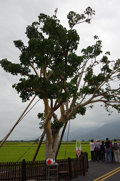 Takeshi Kaneshiro Tree