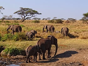 parque nacional serengueti