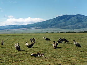 Serengeti volcanic grasslands