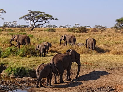 park narodowy serengeti