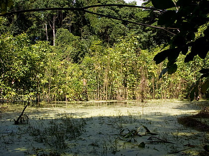 ngezi forest reserve