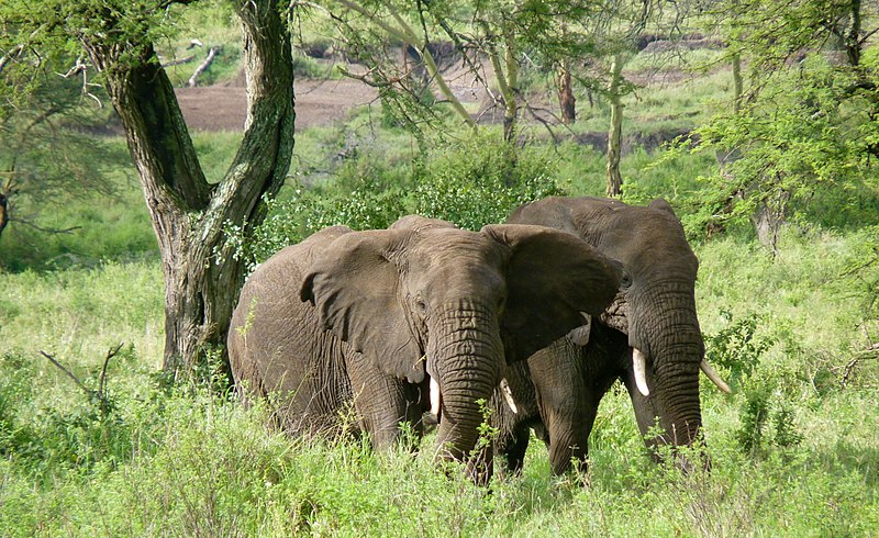 Parc national d'Arusha