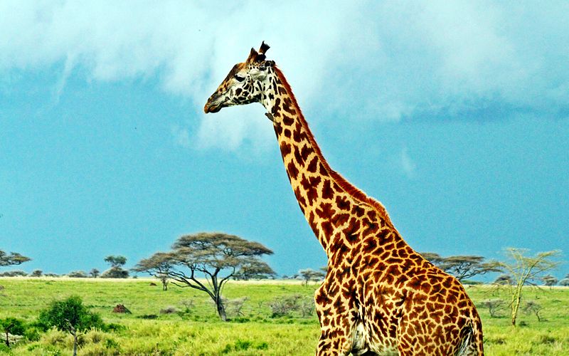 Plaine du Serengeti