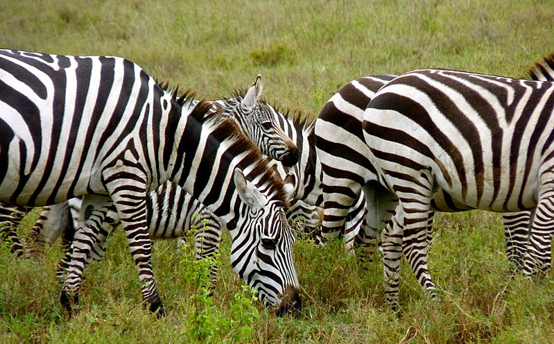 Parque nacional Arusha