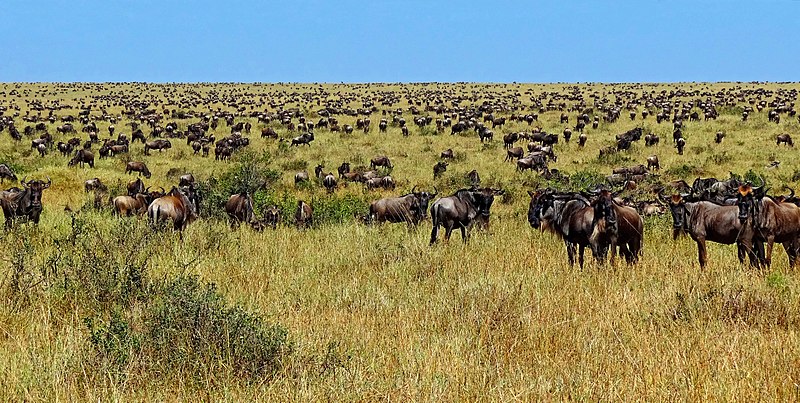 Plaine du Serengeti