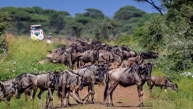 Park Narodowy Serengeti