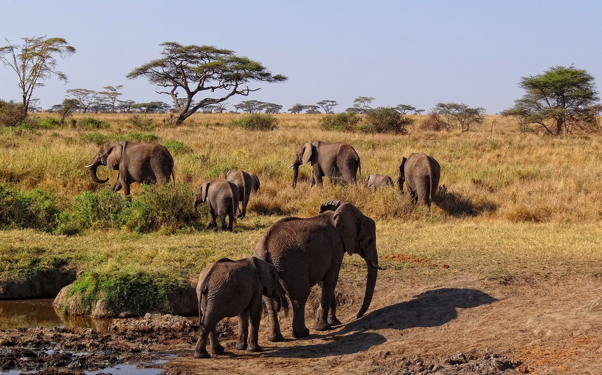 Parque nacional Serengueti, Tanzania