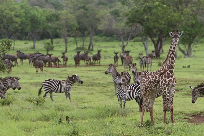 Reserva de caza Selous, Tanzania