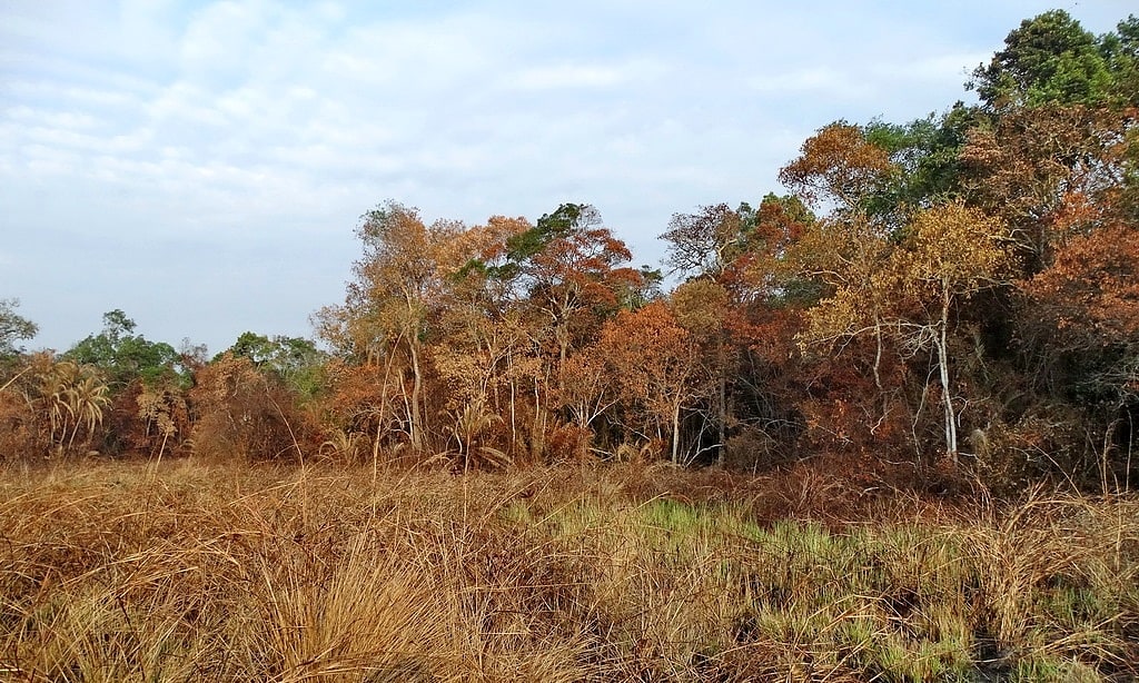 Minziro Forest Reserve, Tansania