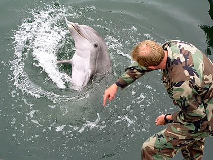 military dolphin sewastopol