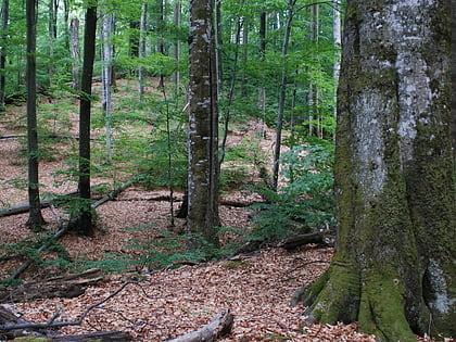 Forêt primaire de hêtres Uhol'ka-Shyrokyi Luh