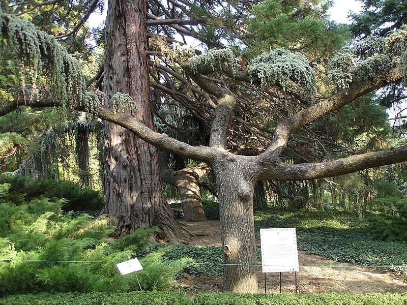 Nikitsky Botanical Garden