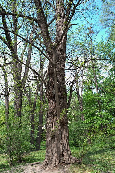 A.V. Fomin Botanical Garden