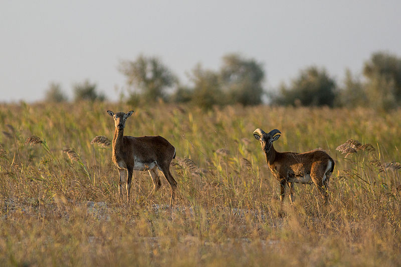 Dzharylhak National Nature Park