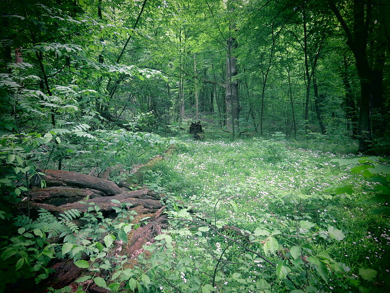 Holosiivskyi National Nature Park