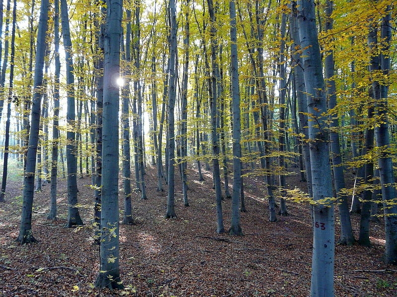 Holosiivskyi National Nature Park