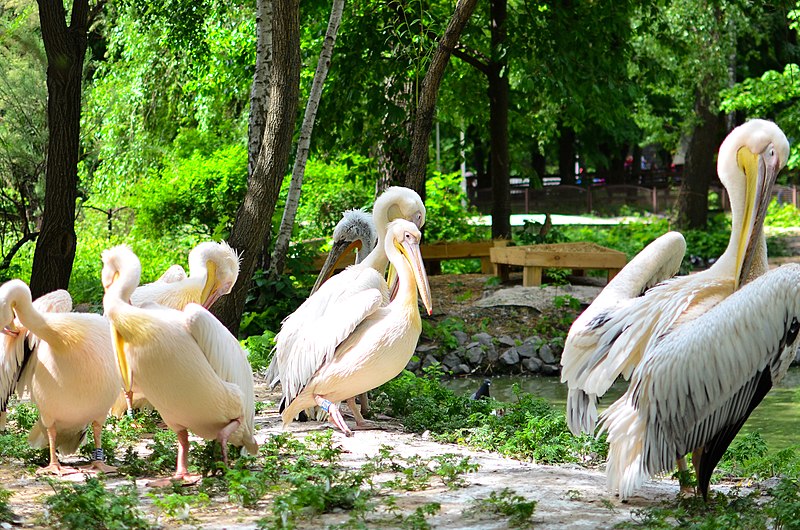 Parque zoológico de Kiev