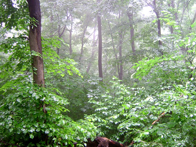 Holosiivskyi National Nature Park