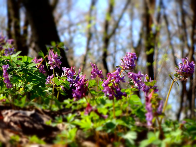 Holosiivskyi National Nature Park