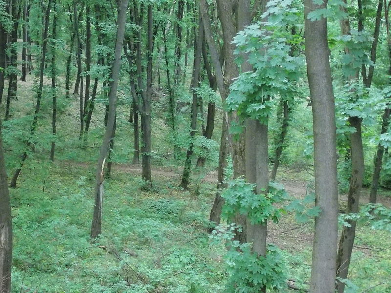 Narodowy Park Krajobrazowy Holosiivskyi