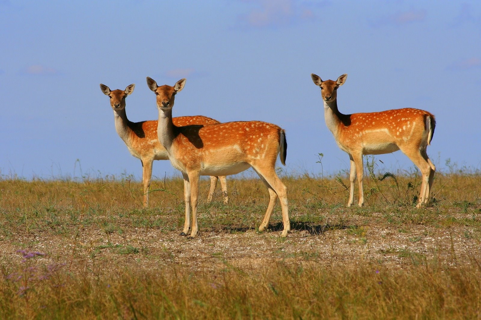 Azov-Syvash National Nature Park, Ukraine