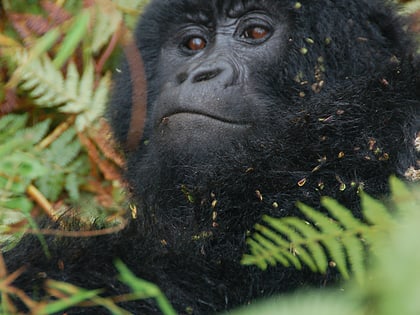 parque nacional del gorila de mgahinga