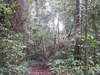 Forêt de Zika