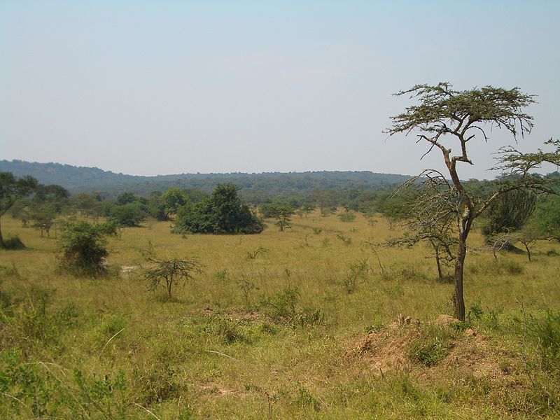Forêt impénétrable de Bwindi