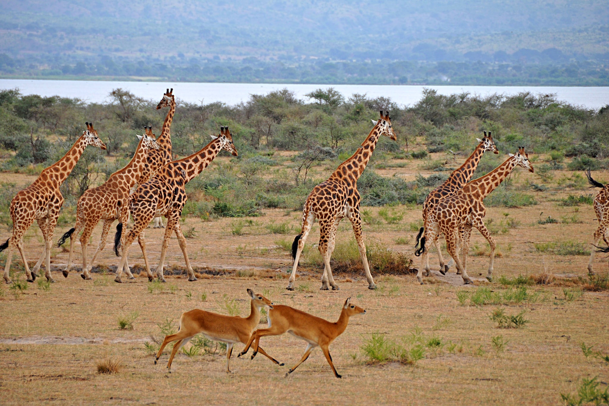 Park Narodowy Wodospadu Murchisona, Uganda