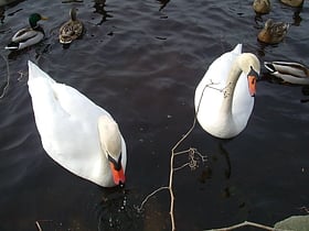 Swan Lake Park