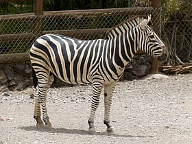 the maryland zoo baltimore