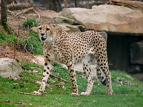 cleveland metroparks zoo