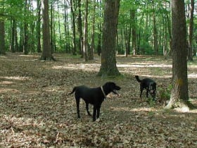 oakwood dog park raleigh