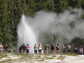 aurum geyser yellowstone national park