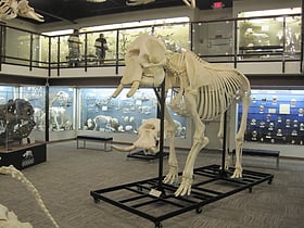 Museum of Osteology