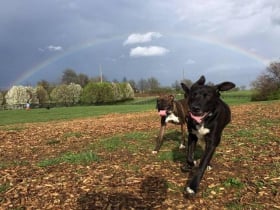 Wellington Dog Park