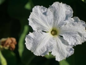 Las Flores Community Garden