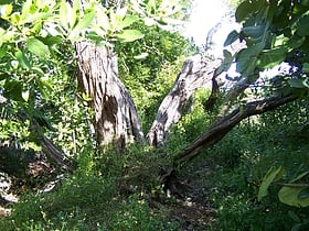 Bosque y jardín botánico de Cayo Hueso