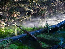 hoh regenwald olympic nationalpark