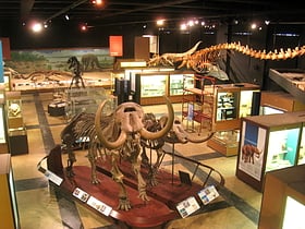 university of michigan museum of natural history ann arbor