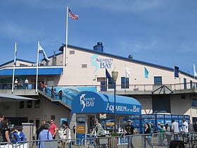 aquarium of the bay san francisco