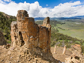 petrified tree yellowstone national park