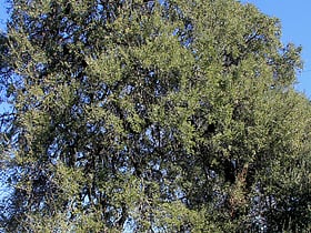 treaty oak austin