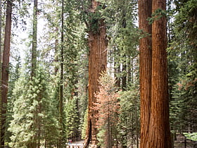 parc national de sequoia