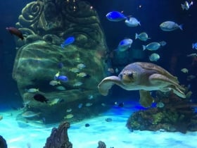 sea life orlando aquarium